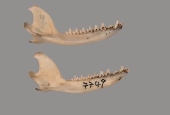 Media type: image; Mammalogy BANGS-7749 Description: Marmosa robinsoni Mandible;